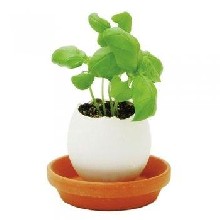 Plant Egg